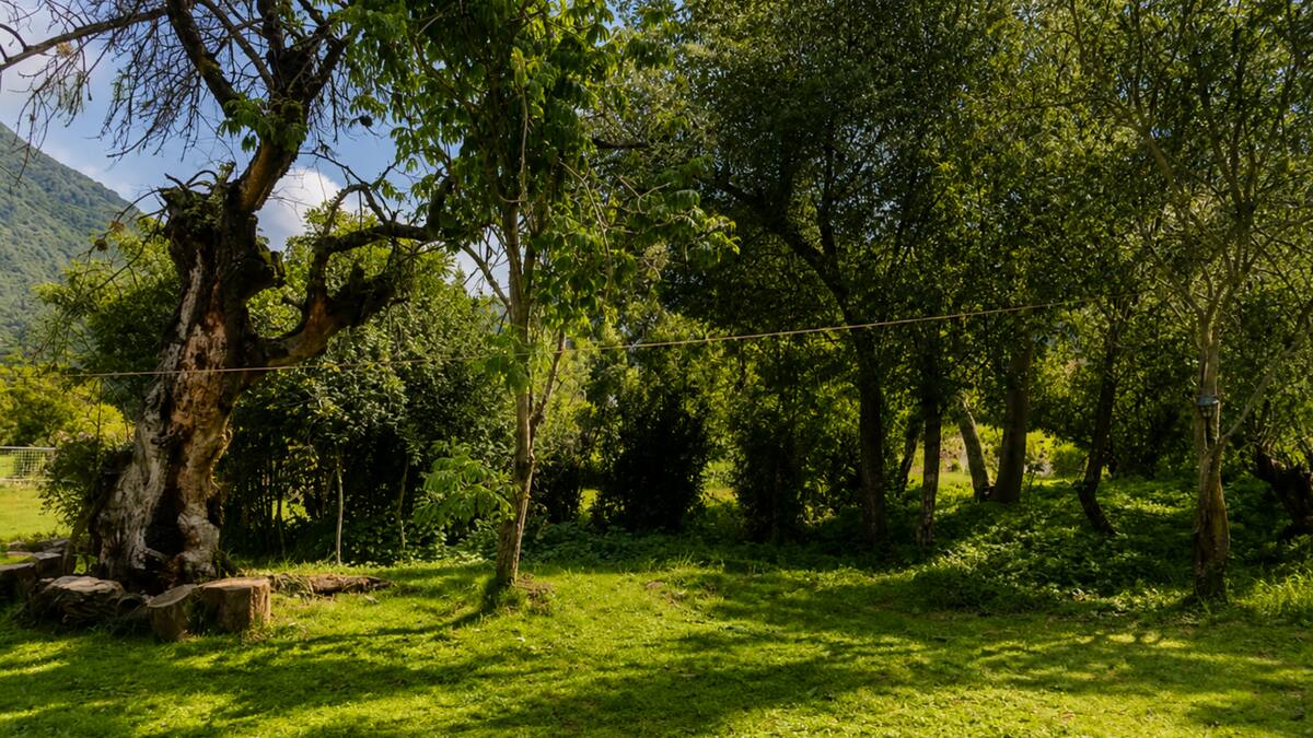 El pisonay ancestral entre los árboles del jardín
