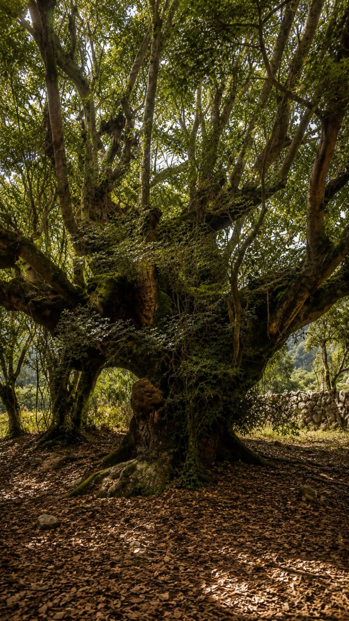 Árbol ancestral de pisonay, corazón de la propiedad