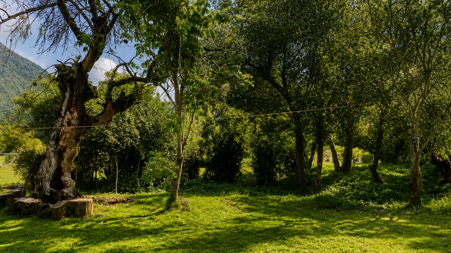 Sendero empedrado entre flores nativas y árboles del jardín